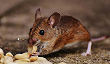24 Hour & Emergency Exterminators in State Farm Ins, MO